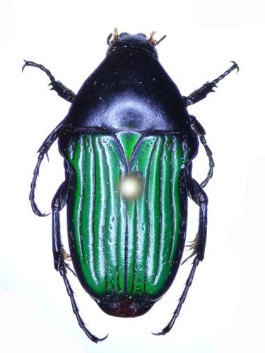 Réf. 299 085 : Pygora erythroderes